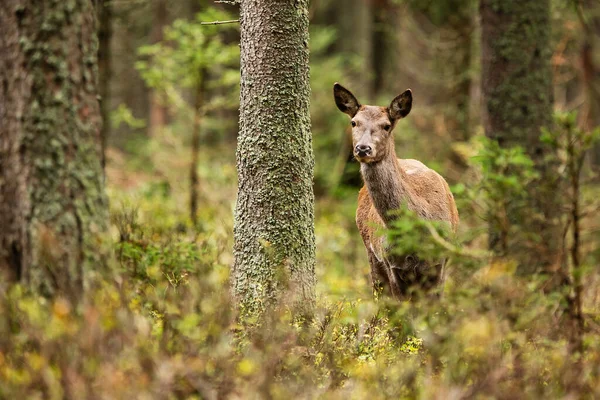 Červený Jelen Cervus Elaphus Pěkná Doe — Stock fotografie