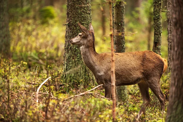 Kızıl Geyik Cervus Elaphus Güzel Ceylan — Stok fotoğraf