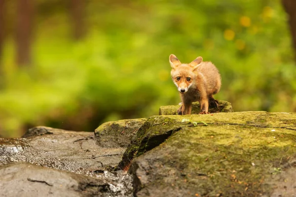 Cube Red Fox Vulpes Vulpes Curious Young Animal — ストック写真