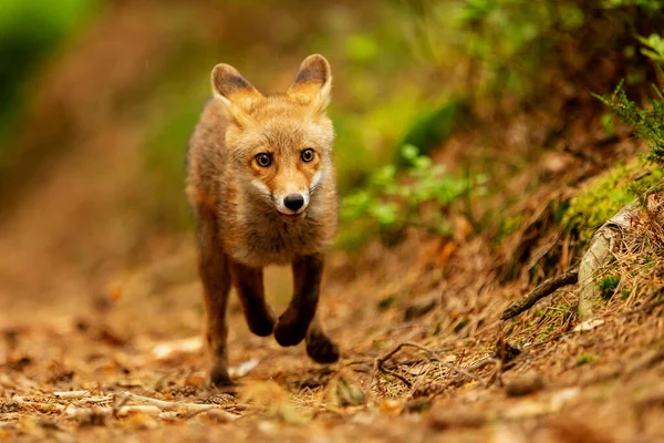 Куб Рыжая Лиса Vulpes Vulpes Любопытное Молодое Животное — стоковое фото