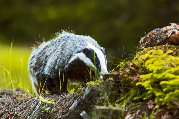 Badger Tua Eropa Alam Liar — Stok Foto