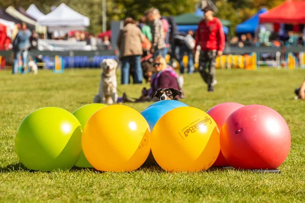 Praga Czechia Septiembre 2019 Celebración Del Día Internacional Los Animales —  Fotos de Stock