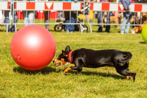 Praga Czechia Septiembre 2019 Celebración Del Día Internacional Los Animales —  Fotos de Stock