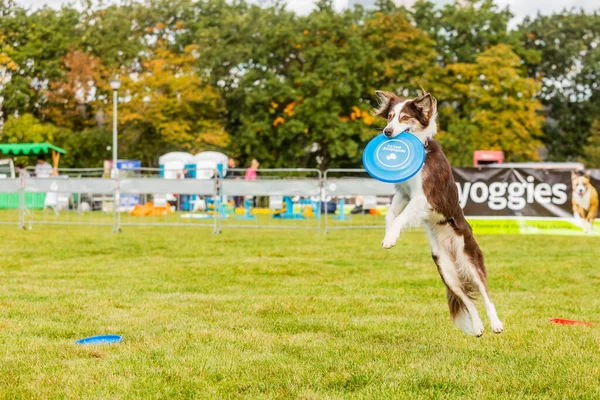 Prag Tjeckien September 2019 Firandet Den Internationella Djurdagen Påvisande Hund — Stockfoto