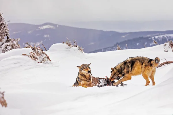 Rodzina Wilków Eurazjatyckich Canis Lupus Zimą — Zdjęcie stockowe