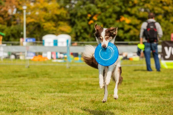 Prag Tjeckien September 2019 Firandet Den Internationella Djurdagen Påvisande Hund — Stockfoto