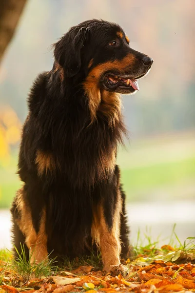 Dog Hovawart Gold Black Portrait Autumn Forest — Φωτογραφία Αρχείου