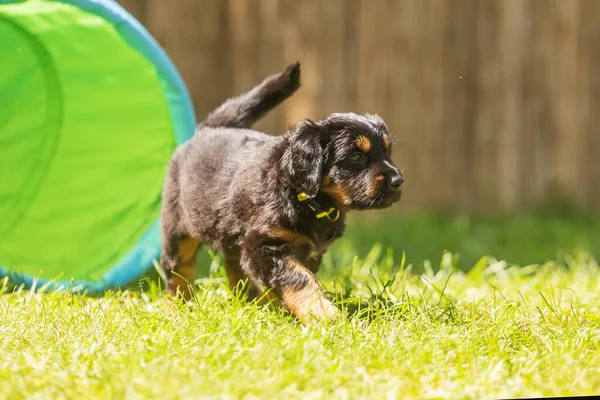 Svart Och Guld Hovie Hund Hovawart Söt Valp Fotograferad Hund — Stockfoto