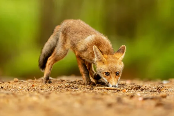 Cube Red Fox Vulpes Vulpes Curious Young Animal — ストック写真