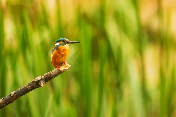 Eurasiska Kungsfiskare Alcedo Sitter Gren Och Letar Efter Byten — Stockfoto