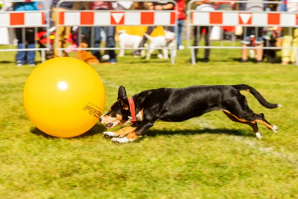 Praga Czechia Septiembre 2019 Celebración Del Día Internacional Los Animales —  Fotos de Stock