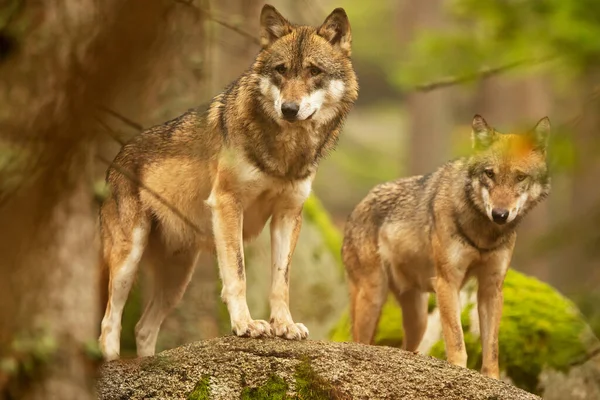Familia Lobos Eurasiáticos Canis Lupus Lupus Bosque Otoñal — Foto de Stock
