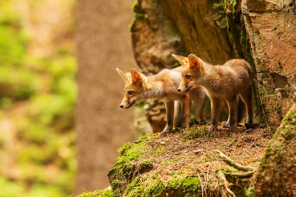 Small Red Foxes Forest — 图库照片