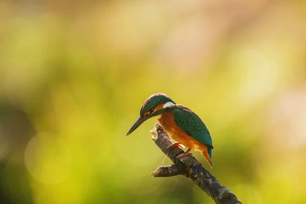 Eisvogel Alcedo Atthis Sitzt Auf Einem Ast Und Hält Ausschau — Stockfoto