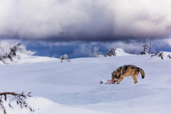 Mężczyzna Eurazjatycki Wilk Canis Toczeń Toczeń Jesiennym Lesie — Zdjęcie stockowe