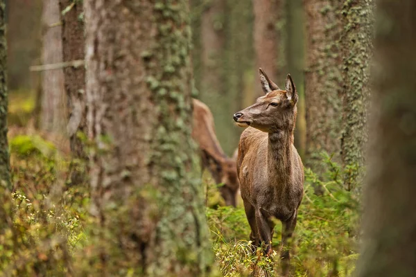 Cervus Elaphus Good Doe — 스톡 사진