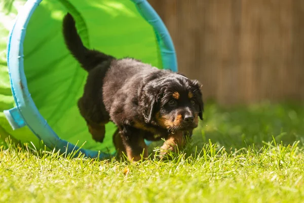 Svart Och Guld Hovie Hund Hovawart Söt Valp Fotograferad Hund — Stockfoto