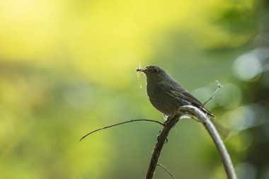 dişi siyah kızılay (Phoenicurus ochruros) eğri bir dalda oturur