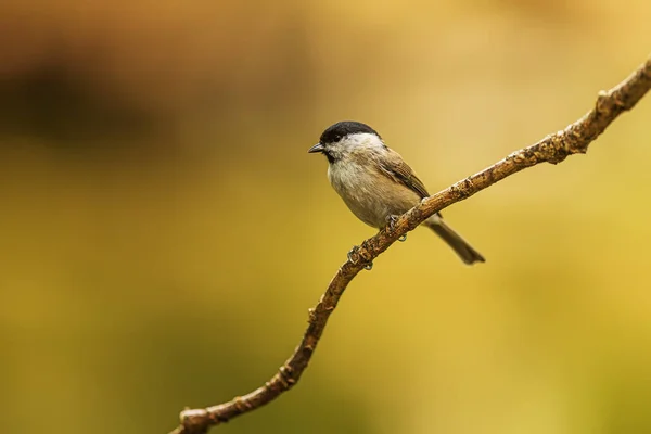 Small Bird Marsh Tit Poecile Palustris — Stok fotoğraf