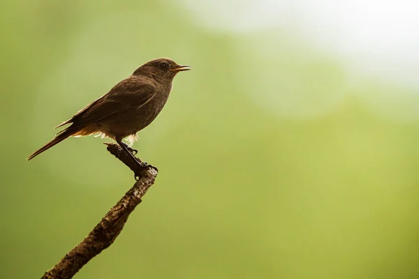 Femelle Rouget Noir Phoenicurus Ochruros Est Extrémité Une Branche Sèche — Photo