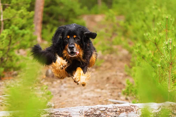 Hund Hovawart Gold Und Schwarz Fliegen Bei Einem Sprung Über — Stockfoto