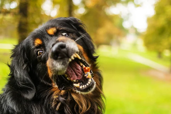 Hund Hovawart Gold Und Schwarz Fangen Dieses Stück Fleisch Der — Stockfoto