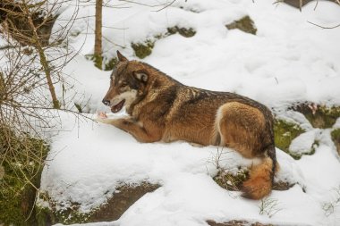 Avrasya kurdu (Canis lupus) avdan bir parçaya sahiptir.