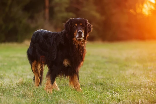 Perro Hovawart Oro Negro Está Bosque Pinos —  Fotos de Stock