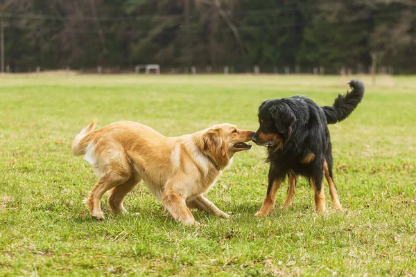 Pes Hovawart Zlato Černé Ženské Blondýny Jsou Setkání — Stock fotografie
