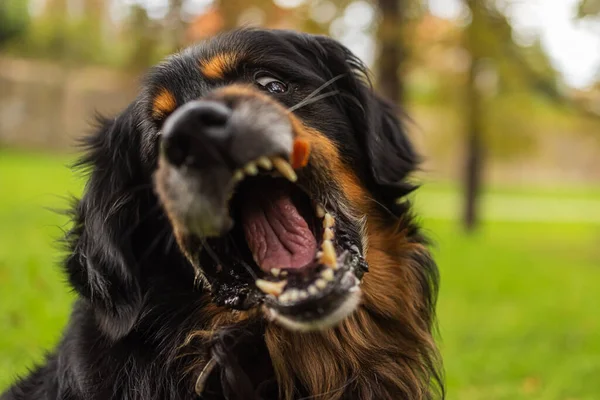 Hund Hovawart Gold Und Schwarz Sieht Lustig Aus Gibt Wenig — Stockfoto