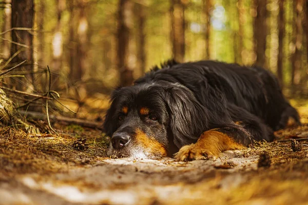 狗把头埋在地上 在树林里的小路上盘旋着金黄相间的东西 — 图库照片