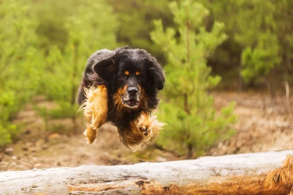 Hund Hovawart Gold Und Schwarz Springt Über Einen Baumstamm Wald — Stockfoto