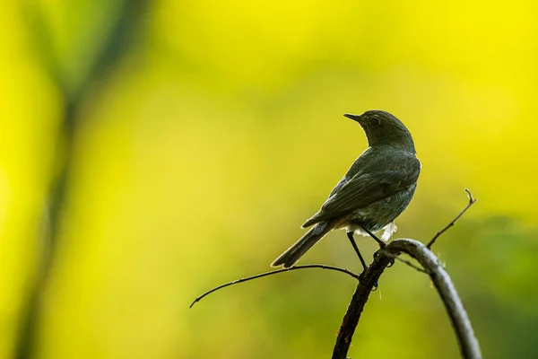 Svart Rödstart Phoenicurus Ochruros Poserar Gren — Stockfoto