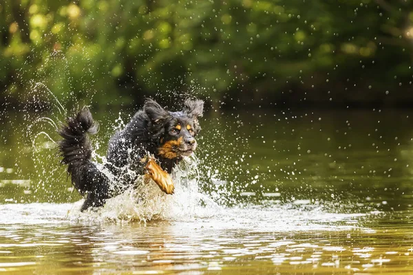 Hund Hovawart Guld Och Svart Som Rinner Snabbt Genom Vattnet — Stockfoto