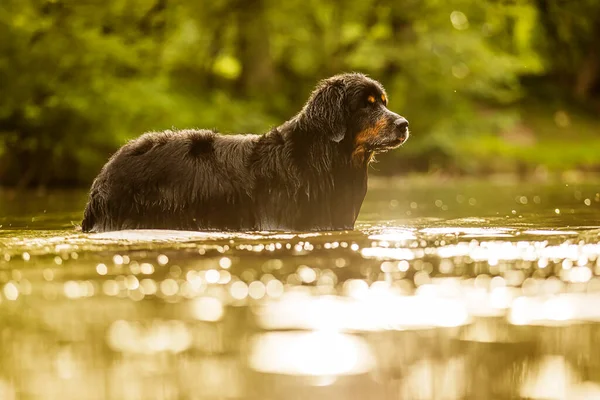 Hund Hovawart Gold Und Schwarz Ist Wasser Und Die Sonne — Stockfoto