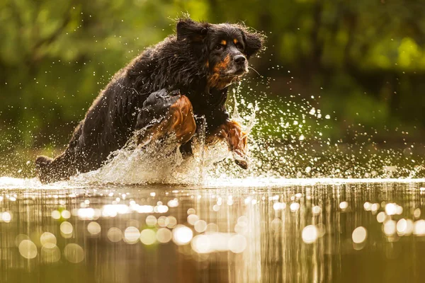 dog hovawart gold and black jumping in the water in the river