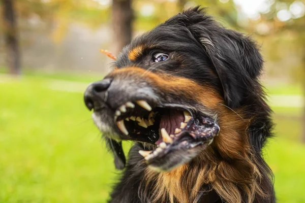 Собака Ховарт Золото Черный Выглядит Смешно Мало Глубина Поля Острый — стоковое фото