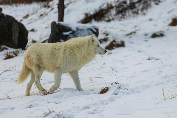 Lobo Ártico Canis Lupus Arctos Mueven Rápidamente — Foto de Stock