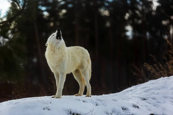 Lobo Ártico Canis Lupus Arctos Silencio Del Bosque Aulla Dirección —  Fotos de Stock