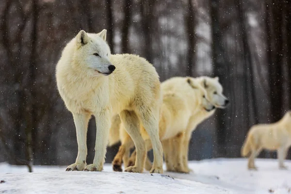 Lobo Ártico Canis Lupus Arctos Manada Puso Alerta —  Fotos de Stock