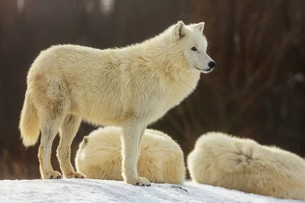 Polarwolf Canis Lupus Arctos Das Rudel Ruht — Stockfoto