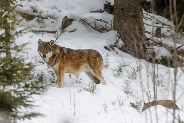 Lobo Euroasiático Canis Lupus Lupus Está Nieve Bosque —  Fotos de Stock