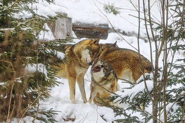 Eurasian Wolf Canis Lupus Lupus Small Pack Snow — Stock Photo, Image