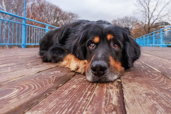 Hund Hovawart Gold Und Schwarz Auf Einem Planken Bürgersteig Liegend — Stockfoto