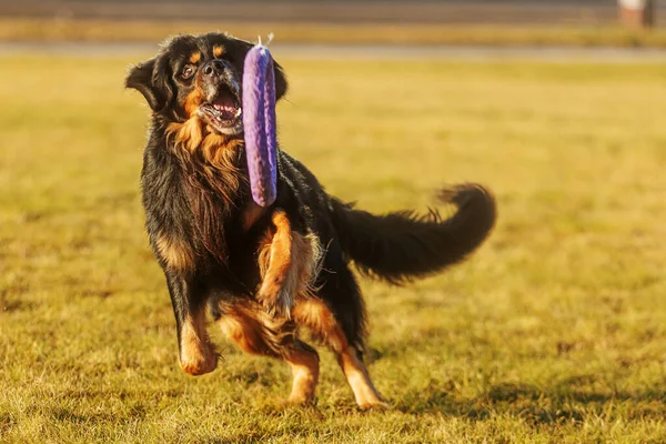 Hund Hovawart Guld Och Svart Fångar Snabbt Kastad Leksak — Stockfoto