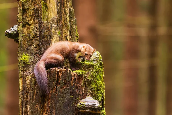 Beech Marten Martes Foina Also Known Stone Marten House Marten — Stock Photo, Image