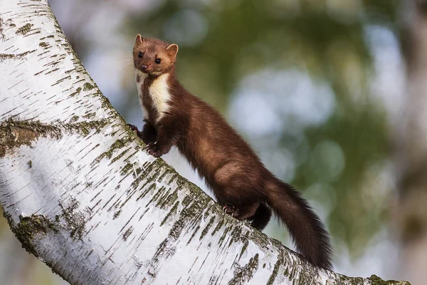 Beech Marten Martes Foina Also Known Stone Marten House Marten — Stock Photo, Image