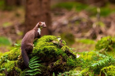 beech marten (Martes foina), also known as the stone marten on a stump with moss clipart