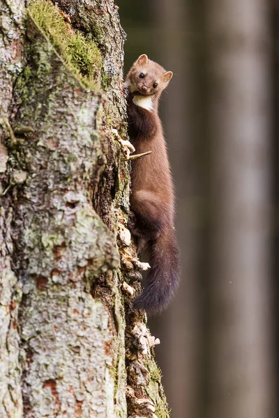 Beech Marten Martes Foina Also Known Stone Marten Creeps Cavity — Stock Photo, Image