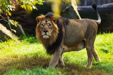 Doğrudan objektife bakan Asya aslanı (Panthera leo leo)